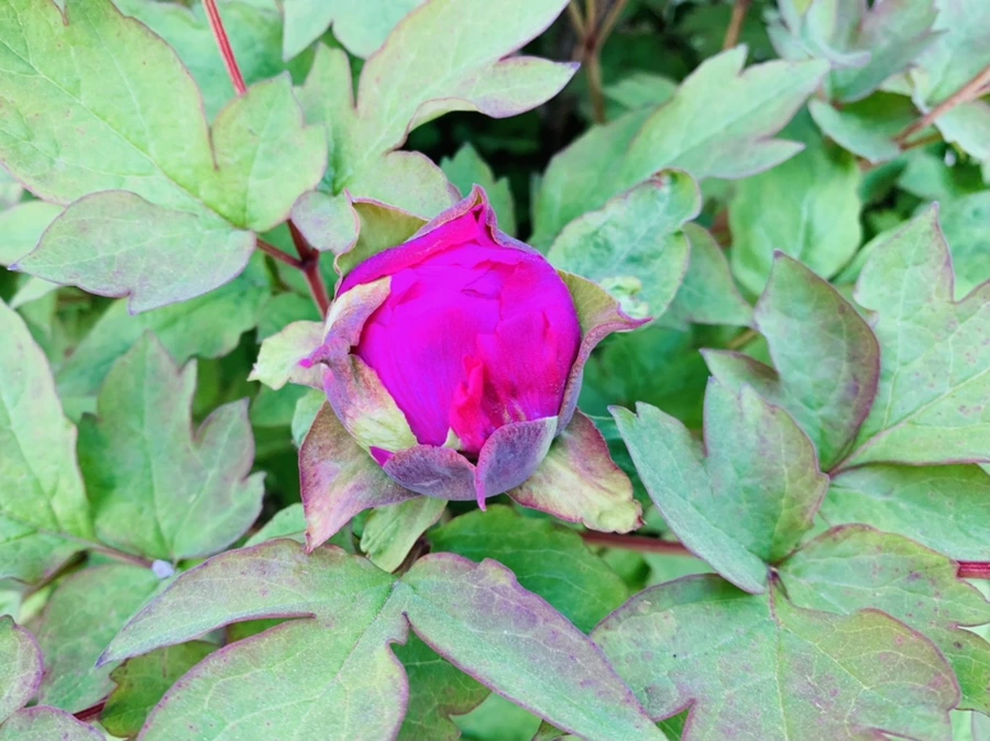 IMG_3606.jpg?type=w966