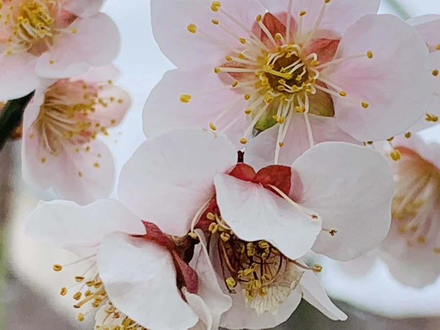 IMG_3550.jpg?type=w966