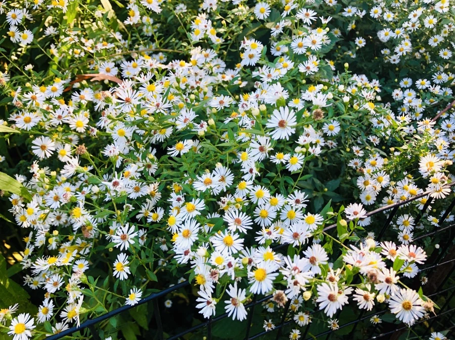 IMG_1688.jpg?type=w966