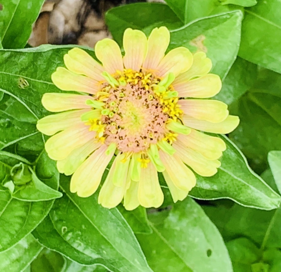 IMG_9559.jpg?type=w966