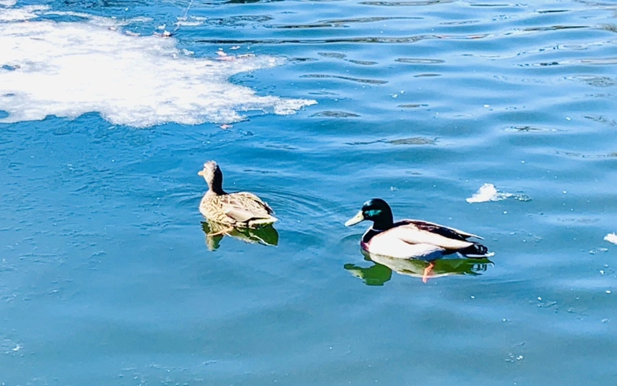 IMG_6864.jpg?type=w966