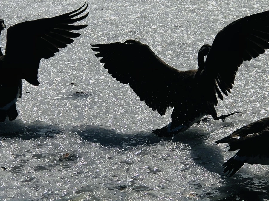 IMG_5390.jpg?type=w966