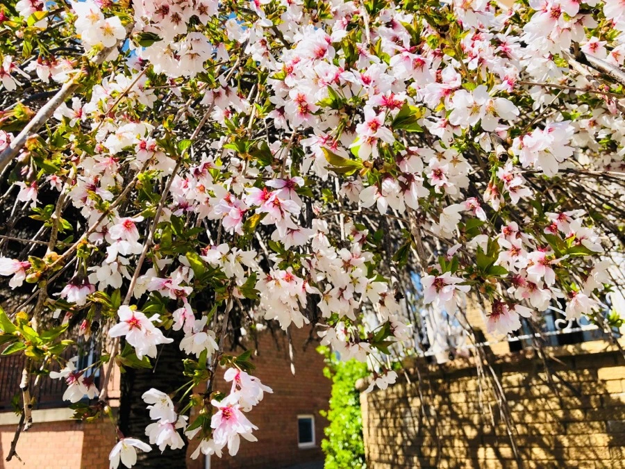 IMG_4434.jpg?type=w966