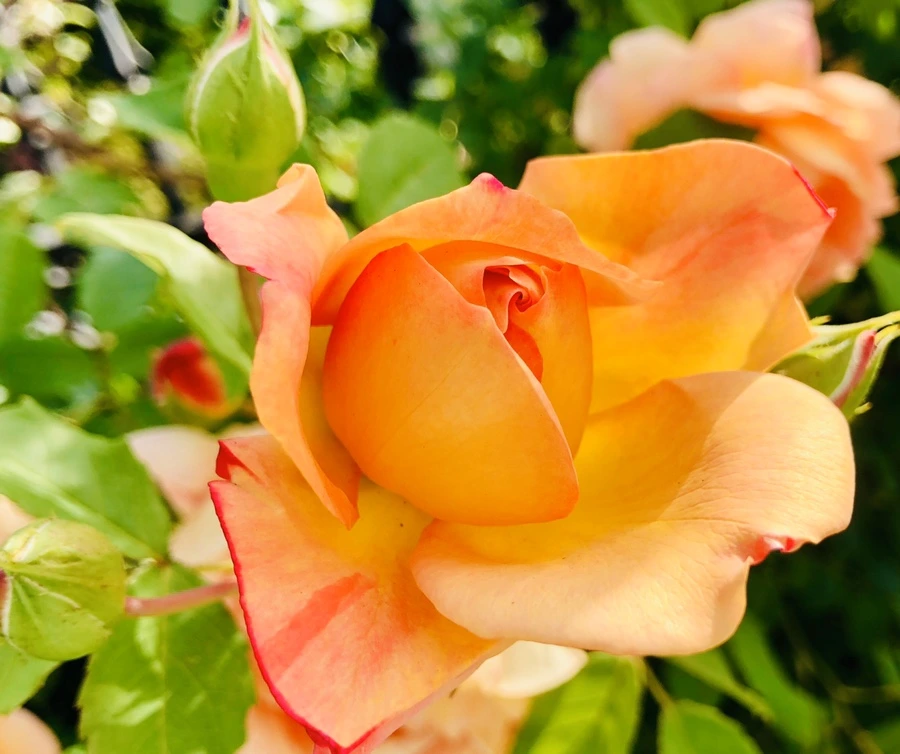 IMG_7669.jpg?type=w966