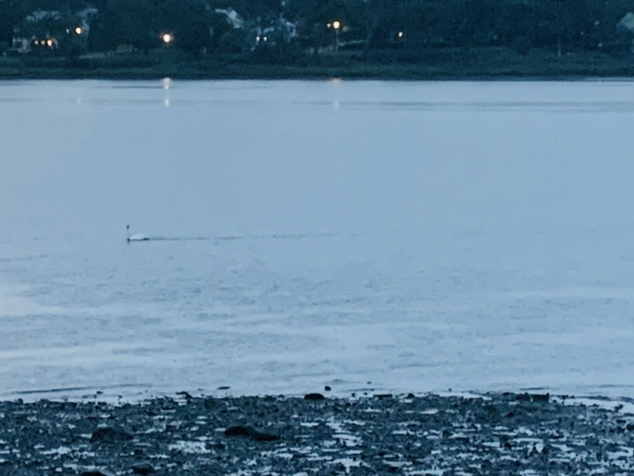 IMG_9242.jpg?type=w966