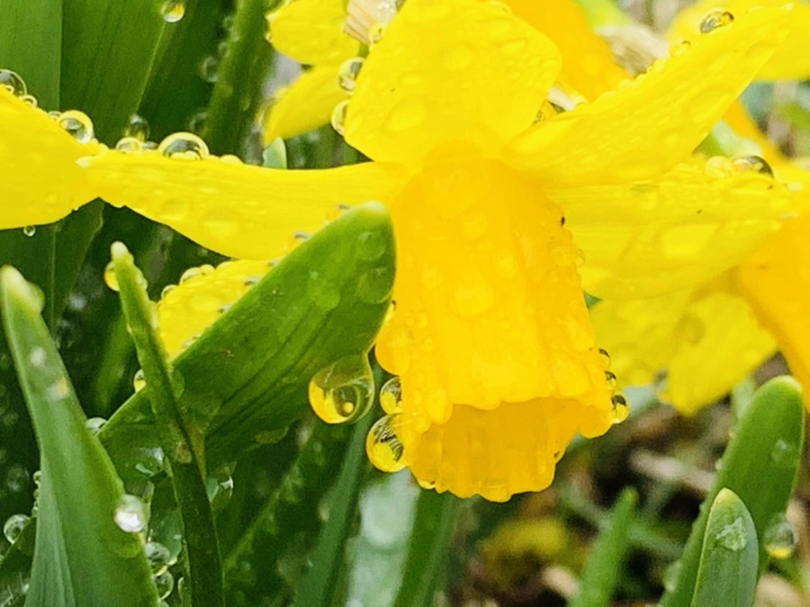 IMG_3729.jpg?type=w966