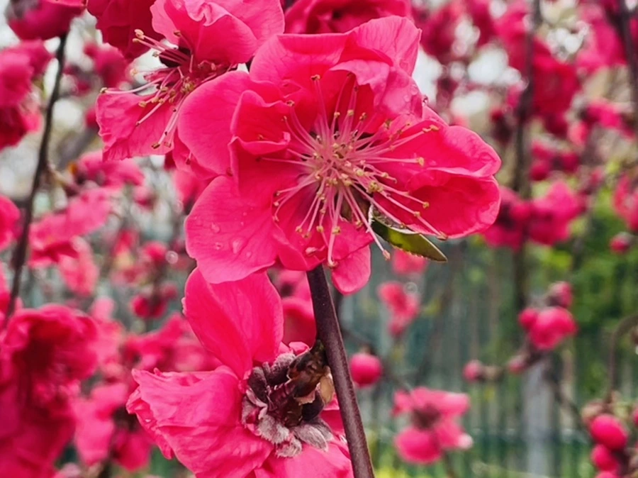 IMG_1266.jpg?type=w966