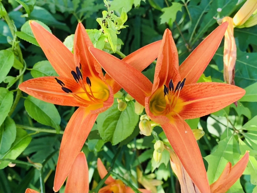 IMG_5258.jpg?type=w966