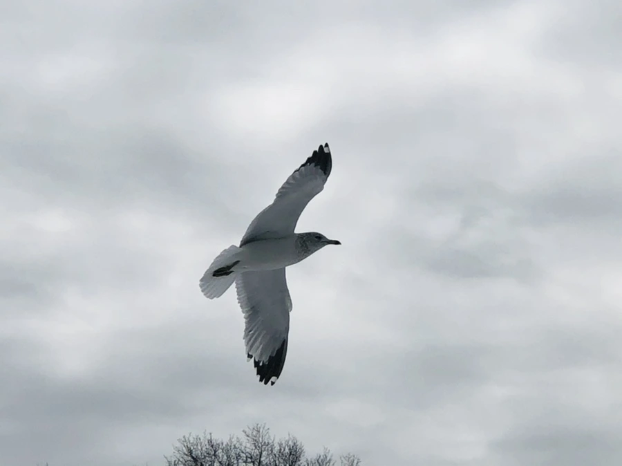 IMG_2490.jpg?type=w966