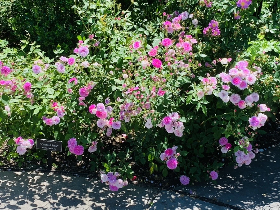 IMG_4133.jpg?type=w966