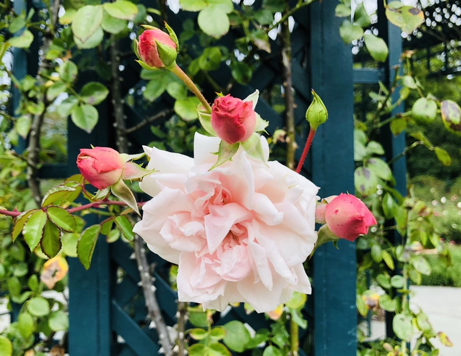 IMG_1633.jpg?type=w966