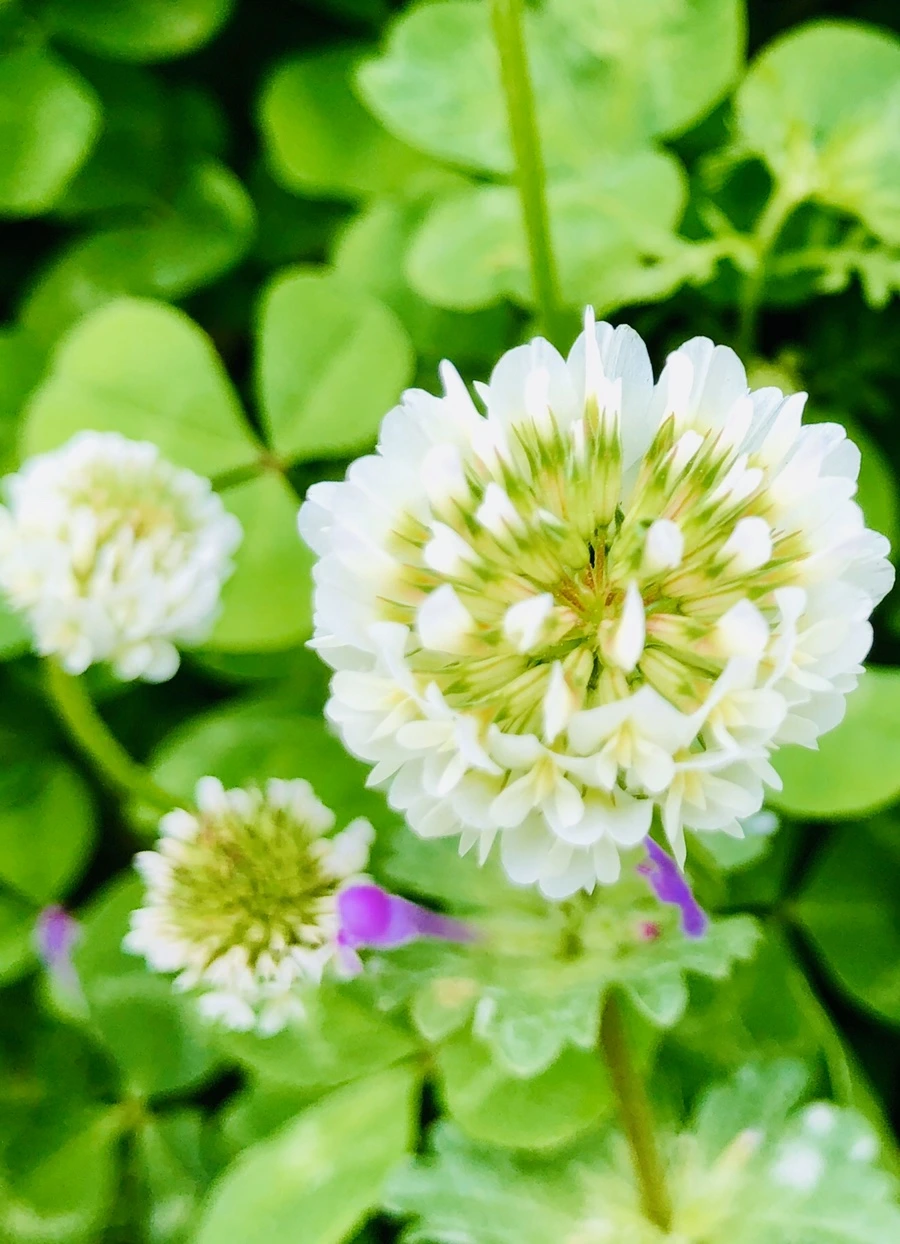 IMG_7955.jpg?type=w966