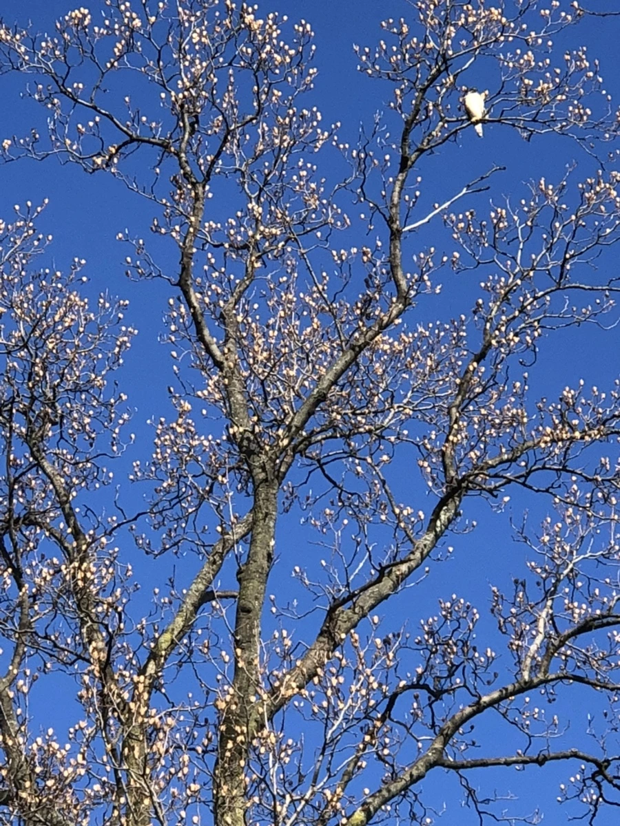 IMG_1497.jpg?type=w966