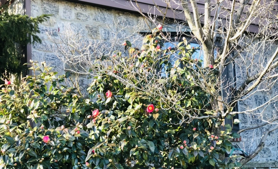 IMG_0334.jpg?type=w966