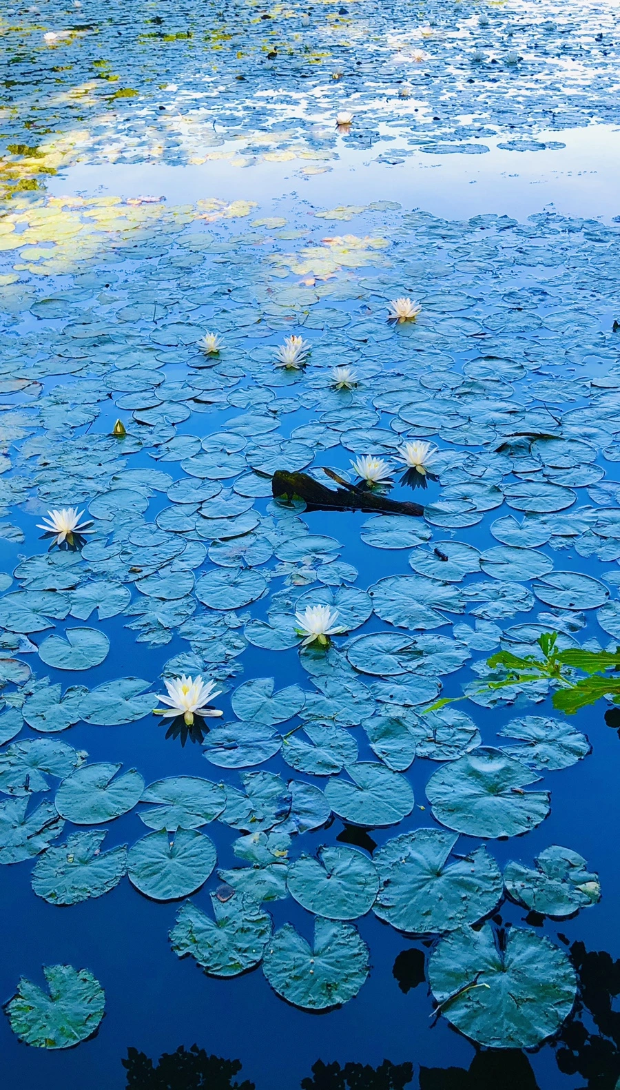 IMG_3785.jpg?type=w966