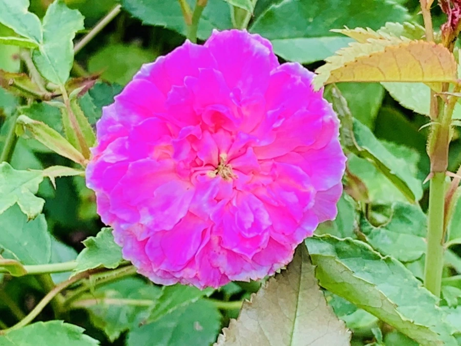 IMG_0458.jpg?type=w966