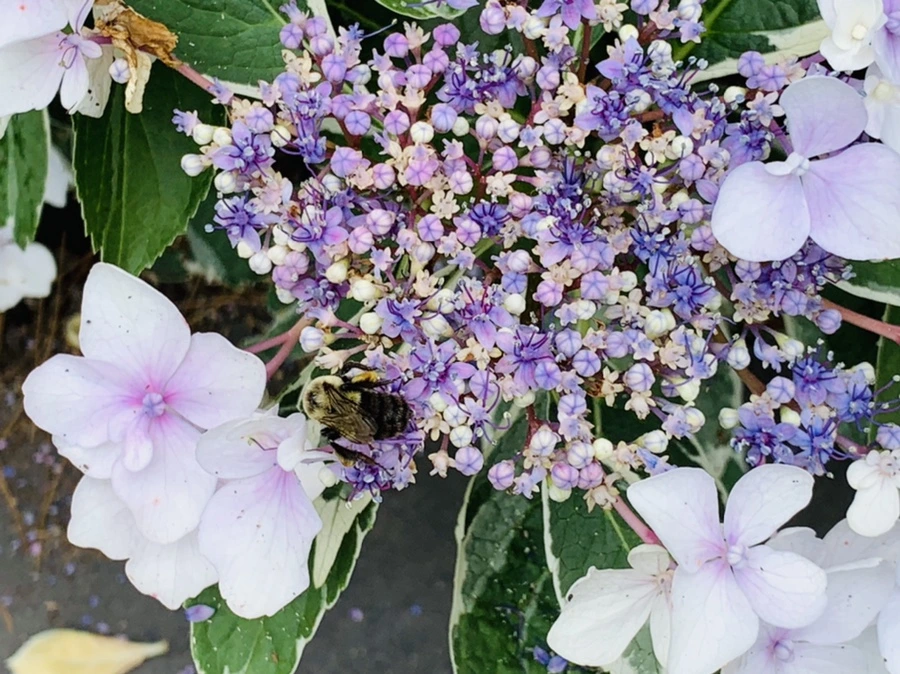 IMG_2633.jpg?type=w966