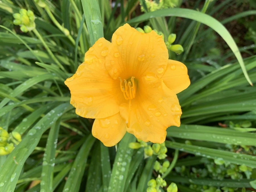 IMG_1809.jpg?type=w966