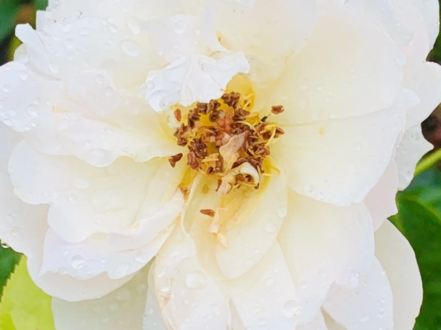 IMG_9568.jpg?type=w966