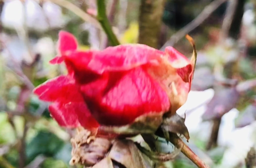 IMG_8155.jpg?type=w966