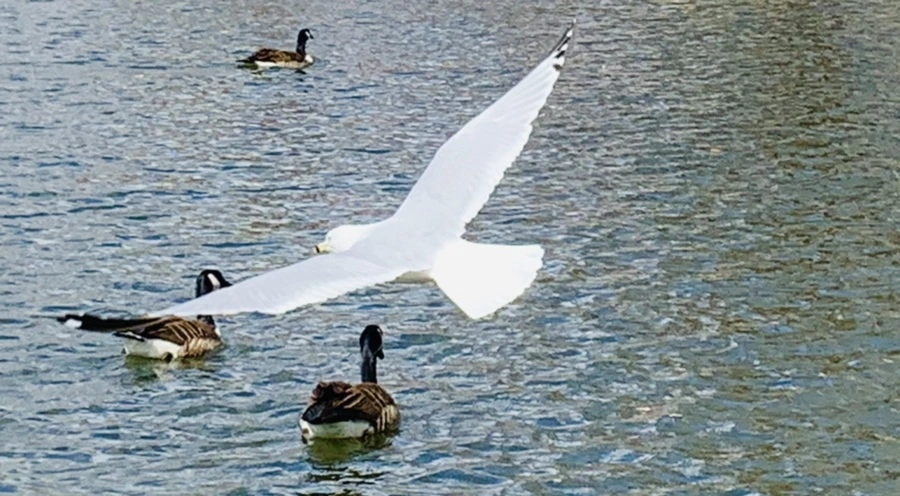 IMG_1128.jpg?type=w966