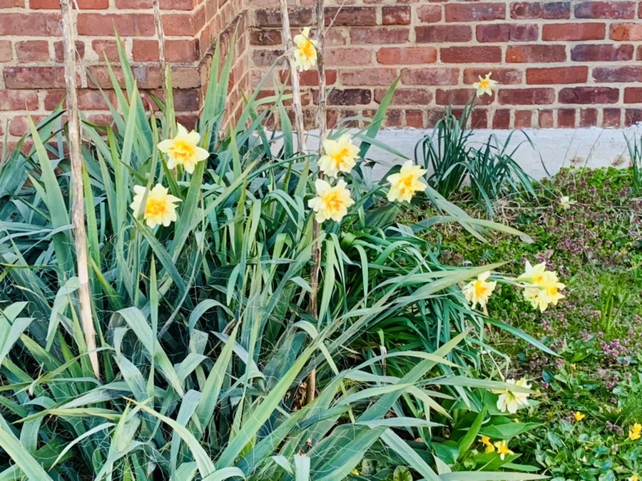 IMG_7419.jpg?type=w966