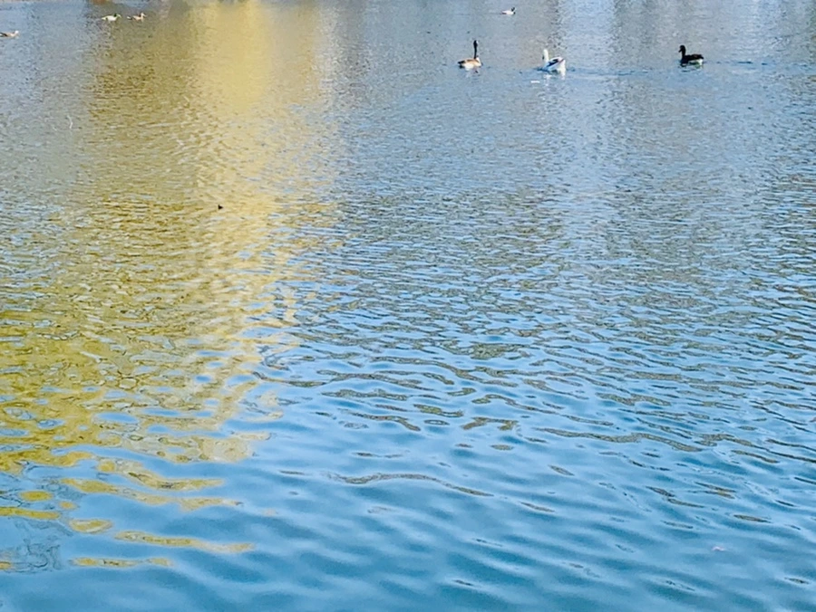 IMG_0084.jpg?type=w966