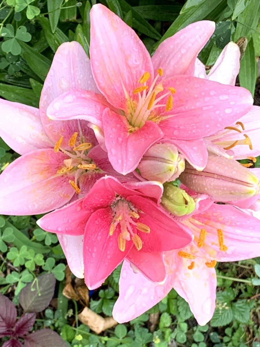 IMG_3535.jpg?type=w966