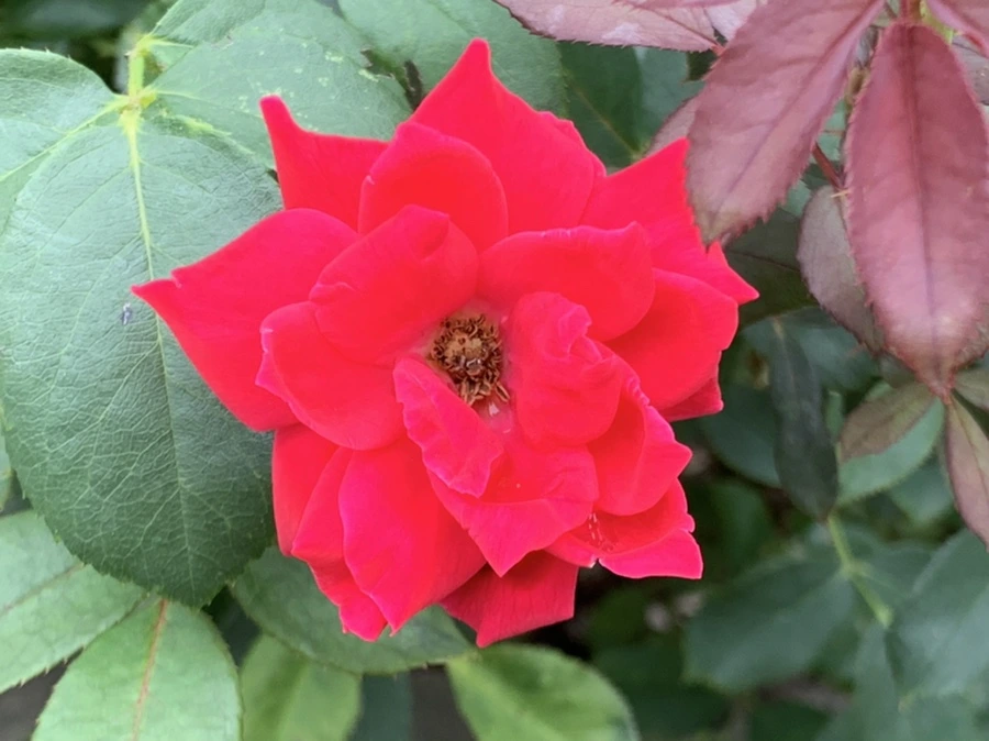 IMG_6046.jpg?type=w966