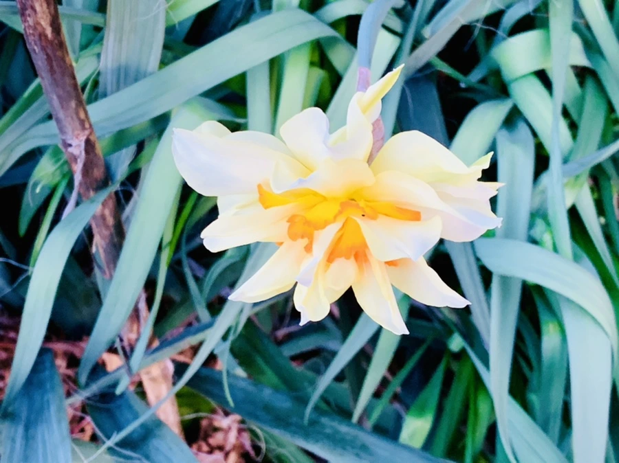 IMG_7429.jpg?type=w966