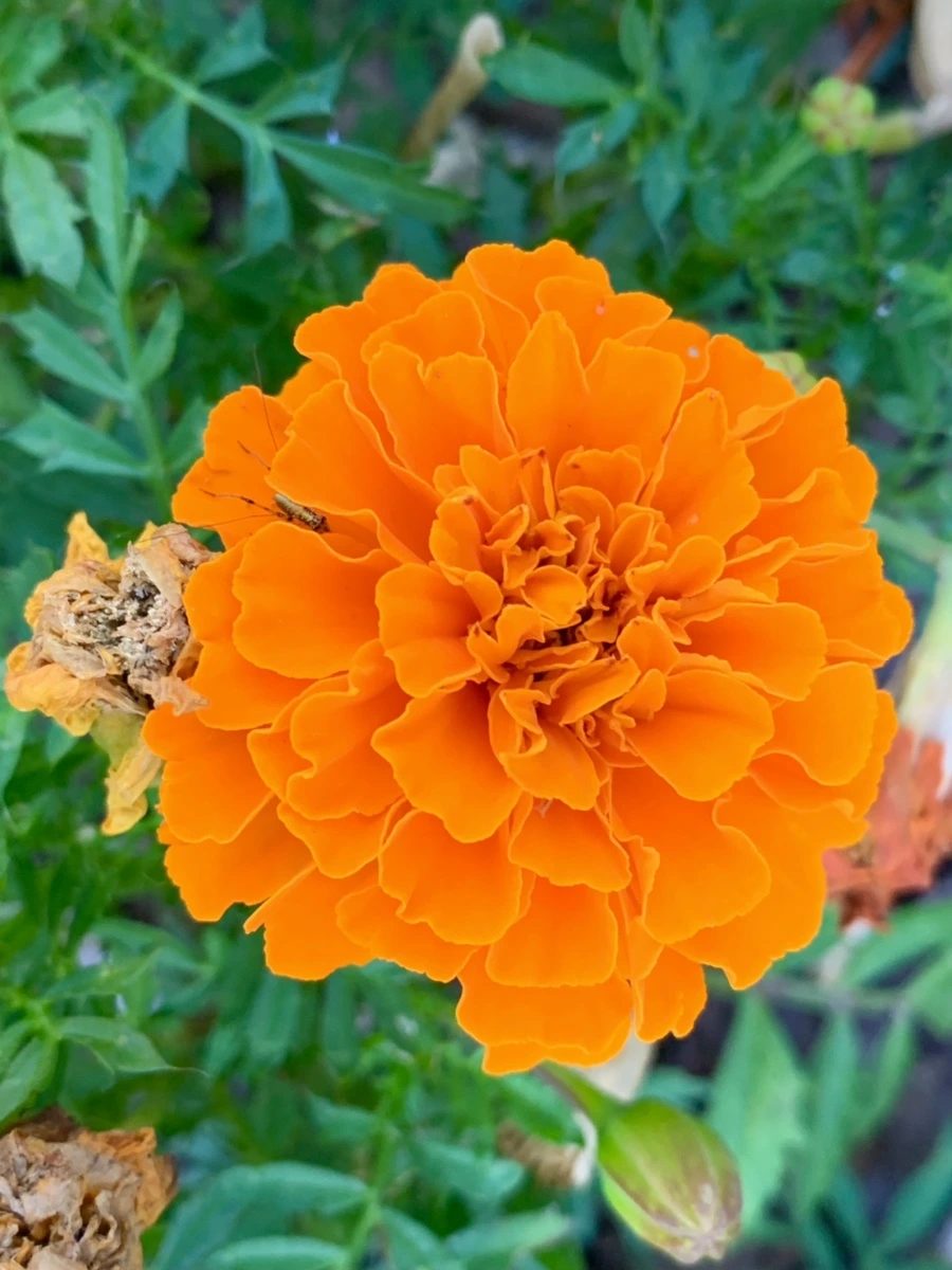 IMG_5232.jpg?type=w966