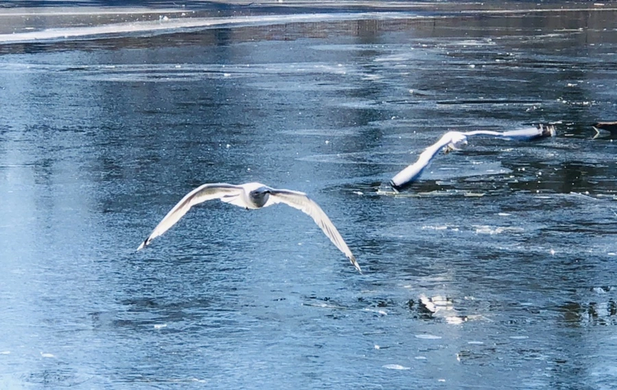 IMG_7989.jpg?type=w966