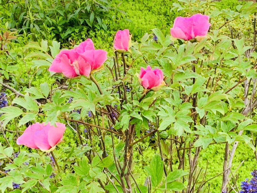 IMG_9001.jpg?type=w966