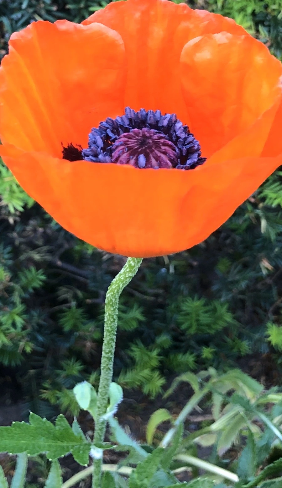 IMG_8373.jpg?type=w966