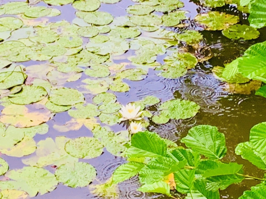 IMG_8341.jpg?type=w966