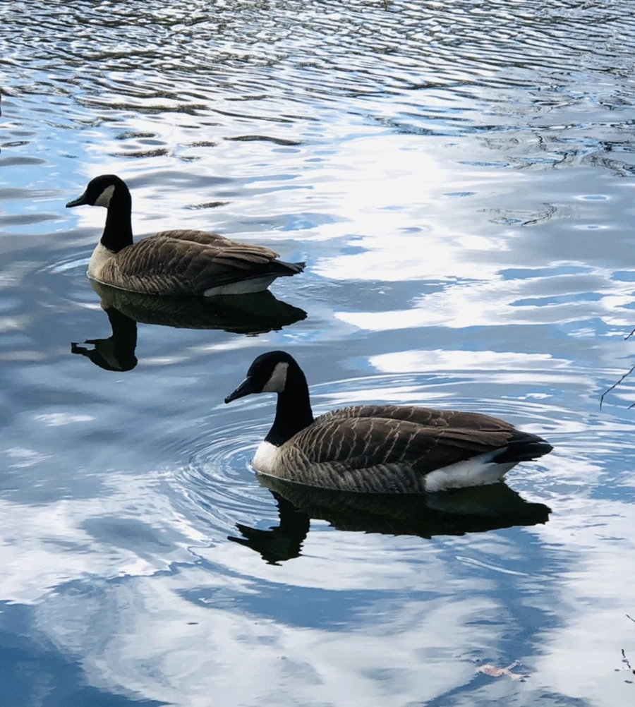 IMG_4353.jpg?type=w966