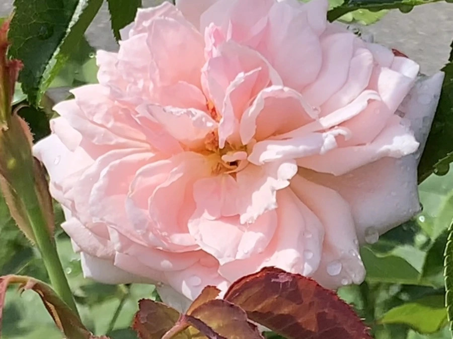 IMG_8495.jpg?type=w966