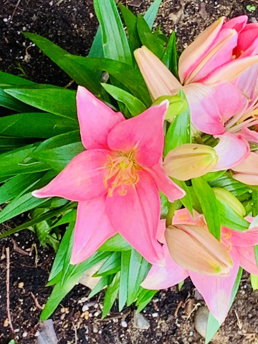 IMG_9051.jpg?type=w966