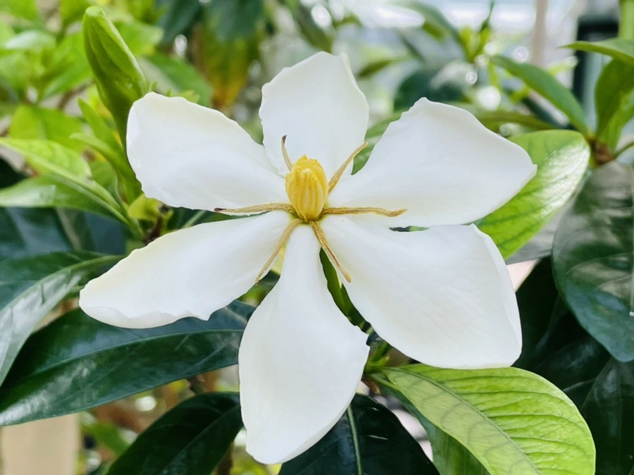 IMG_4177.jpg?type=w966