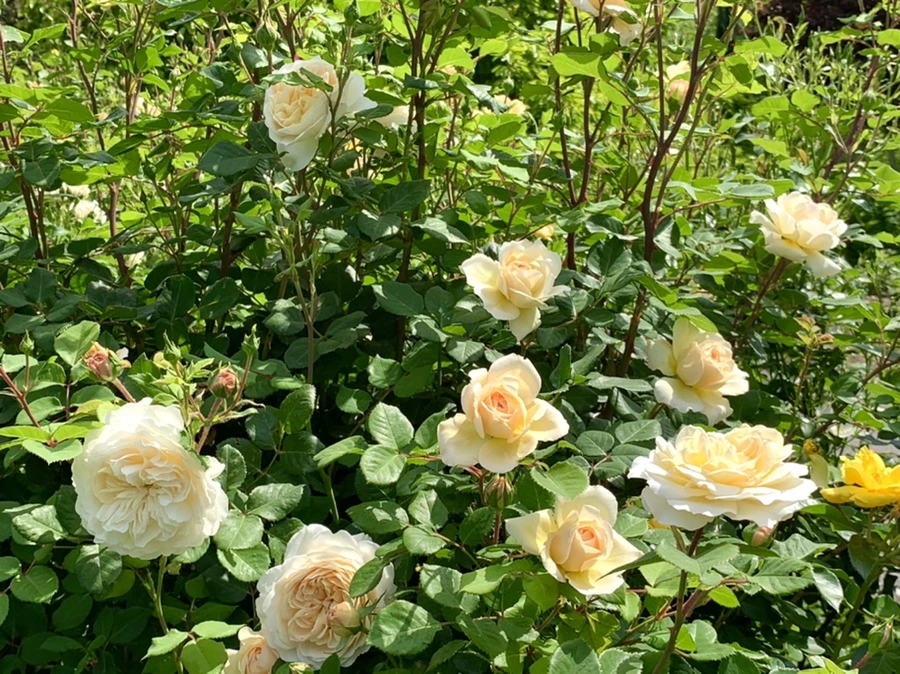 IMG_5734.jpg?type=w966