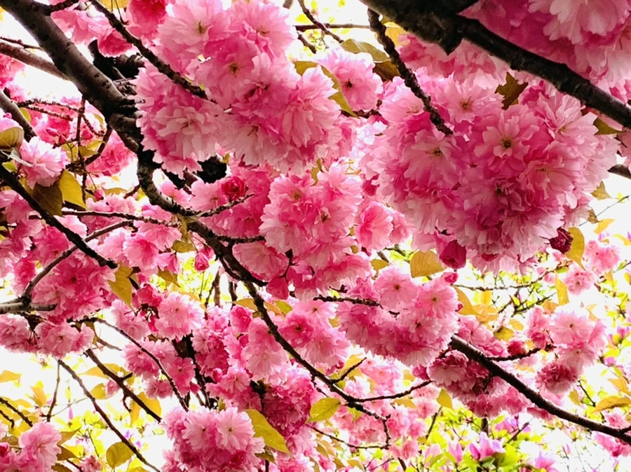 IMG_7341.jpg?type=w966