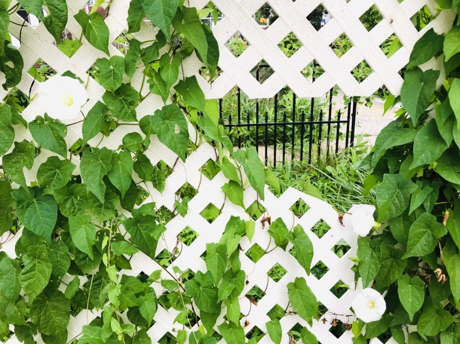 IMG_4323.jpg?type=w966