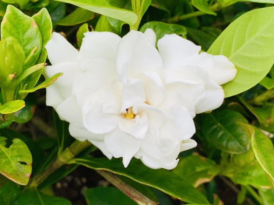 IMG_0949.jpg?type=w966