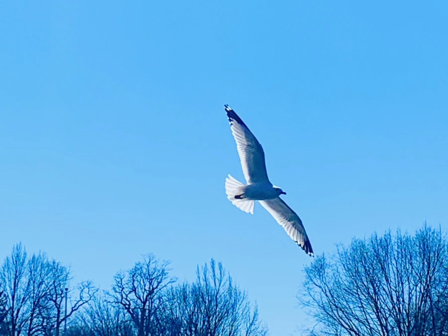 IMG_7632.jpg?type=w966