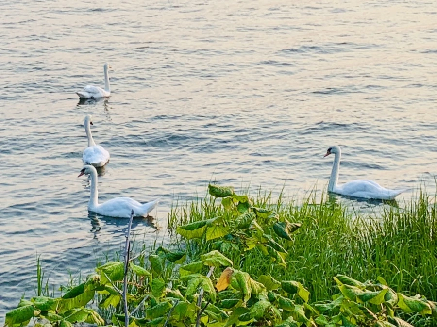 IMG_3628.jpg?type=w966