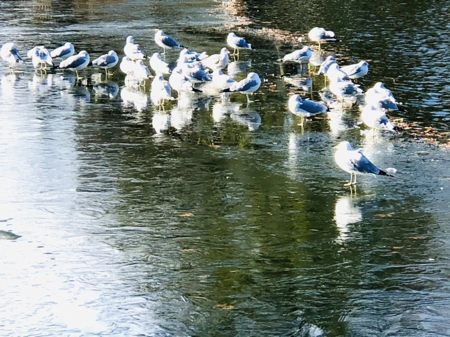 IMG_1199.jpg?type=w966