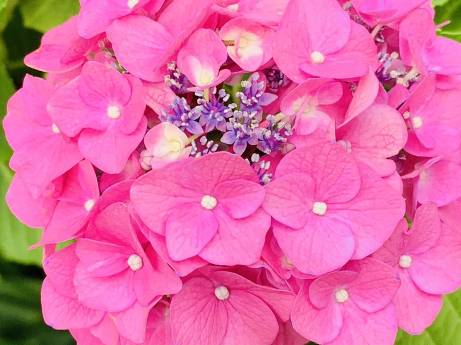 IMG_7164.jpg?type=w966