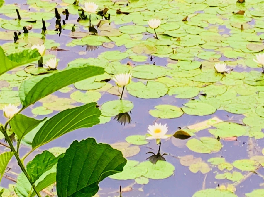 IMG_4665.jpg?type=w966