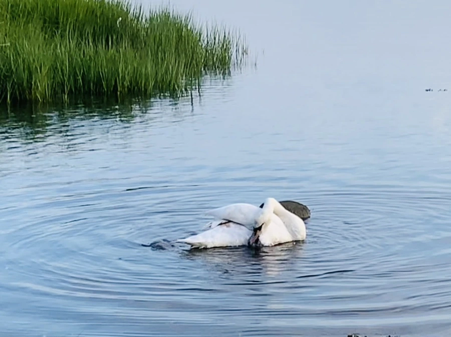 IMG_1403.jpg?type=w966