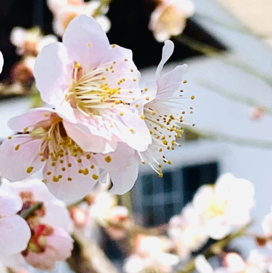 IMG_1052.jpg?type=w966